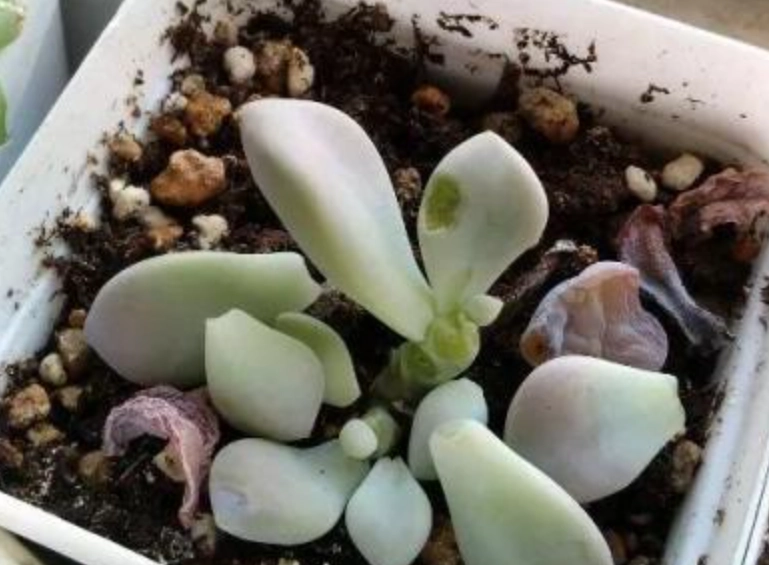 多肉葉子掉落原因 多肉葉子掉落原因