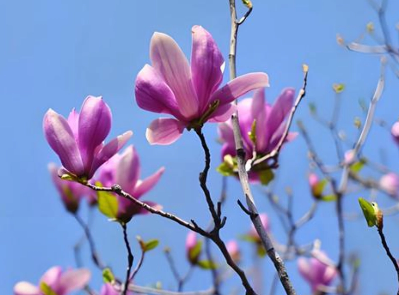 玉蘭花開花時間 玉蘭花開花時間