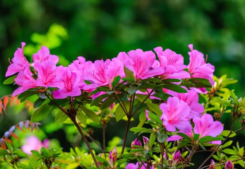 灌木耐陰品種 灌木耐陰品種