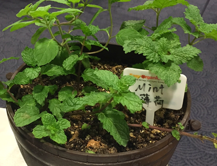 薄荷栽種方法 薄荷栽種方法