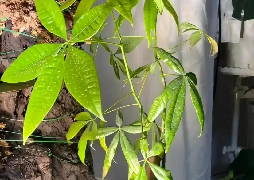 富貴樹葉子變黃原因