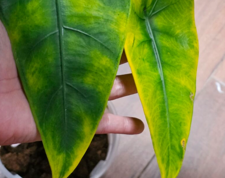 觀音蓮葉子變黃處理 觀音蓮葉子變黃處理