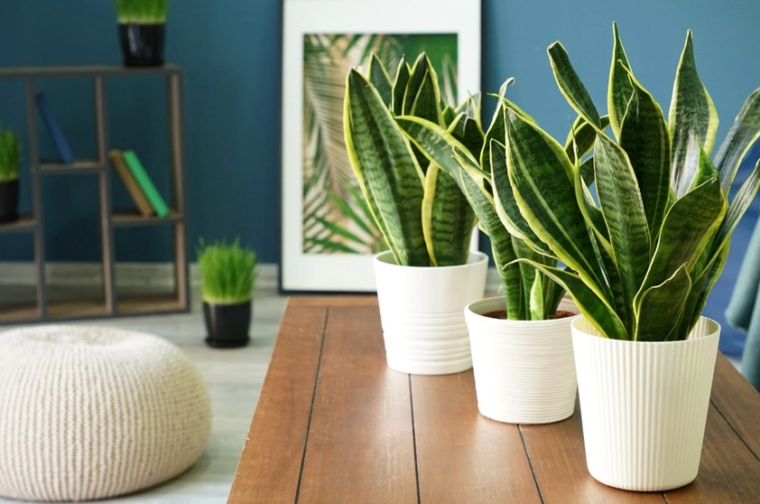 辦公桌盆栽選擇 辦公桌盆栽選擇