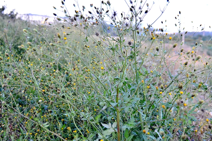 野草識別 野草識別