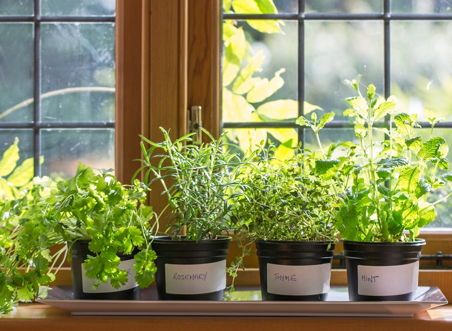 香草植物種植方法