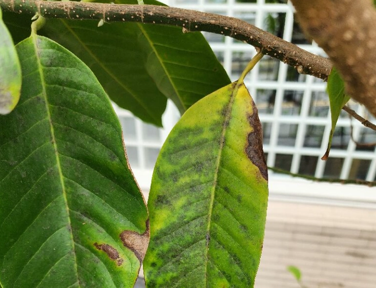 玉蘭花葉子枯黃處理