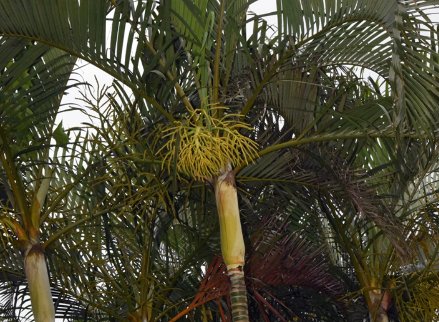 黃椰子樹照顧 黃椰子樹照顧