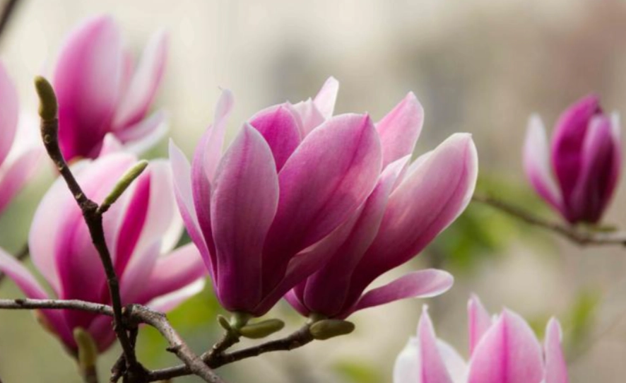 玉蘭花養護方法 玉蘭花養護方法