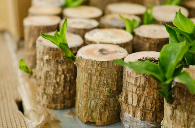 巴西鐵樹照顧 巴西鐵樹照顧