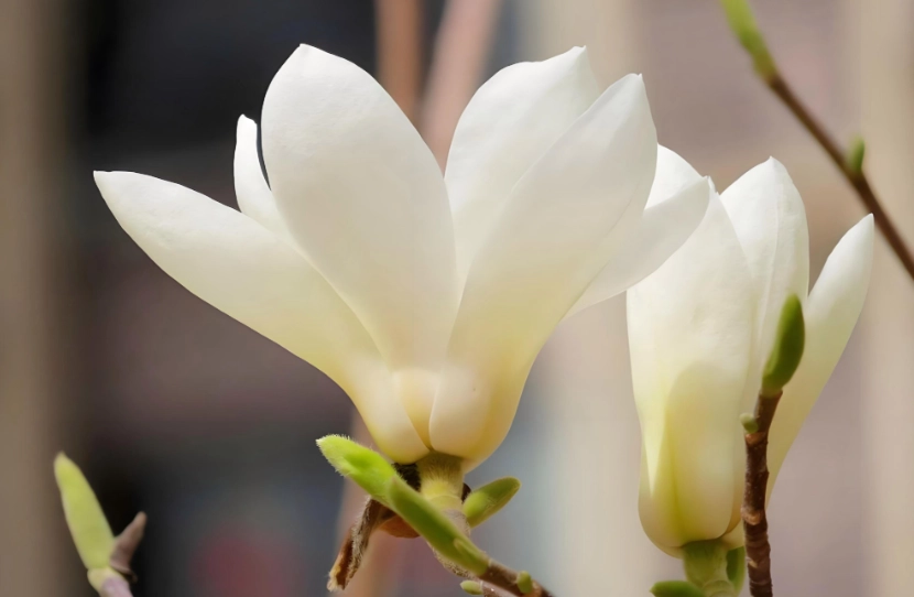 玉蘭花安全 玉蘭花安全