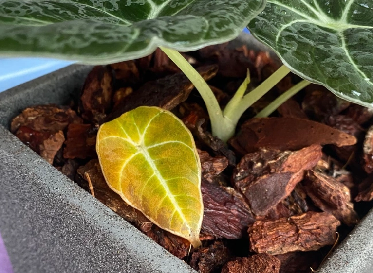 觀音蓮葉子變黃原因 觀音蓮葉子變黃原因