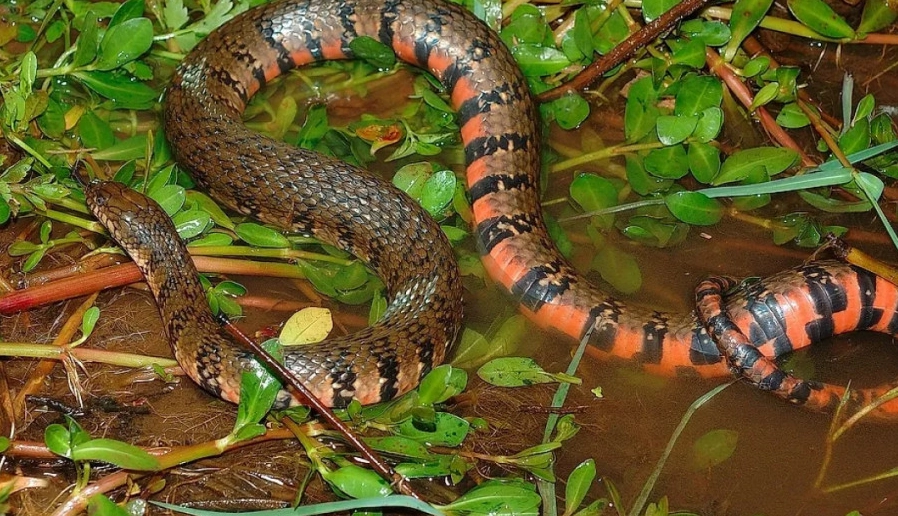 夢見很多蛇的意義 夢見很多蛇的意義