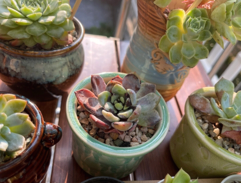 多肉植物光照不足