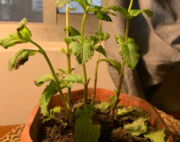綠薄荷種植方法