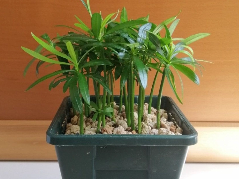 羅漢松養護方法 羅漢松養護方法