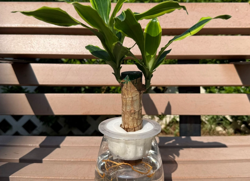 巴西木浇水技巧 巴西木浇水技巧