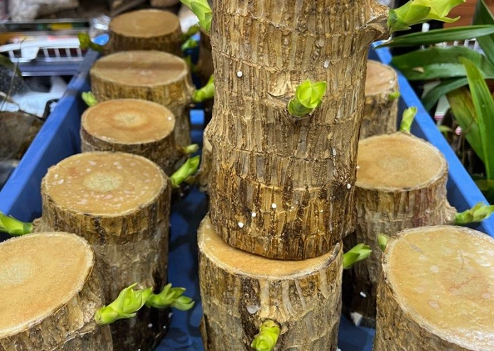 巴西鐵樹照顧 巴西鐵樹照顧