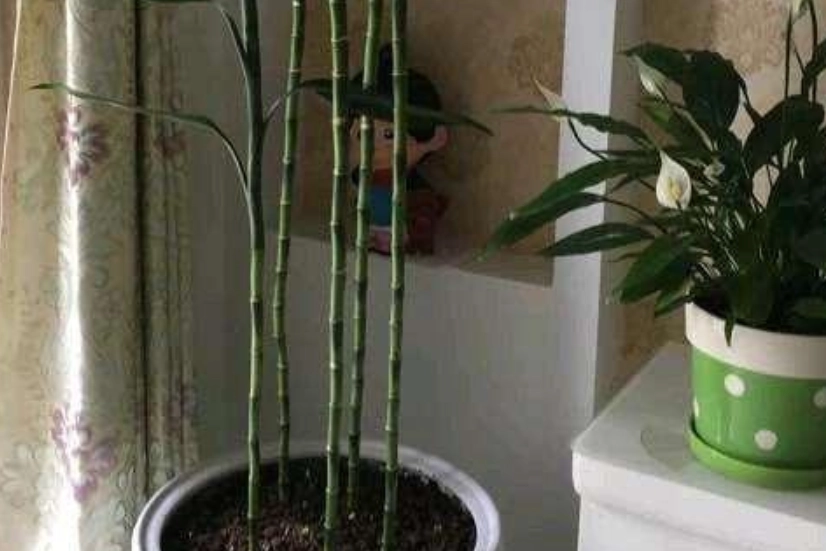 富貴竹養護技巧 富貴竹養護技巧