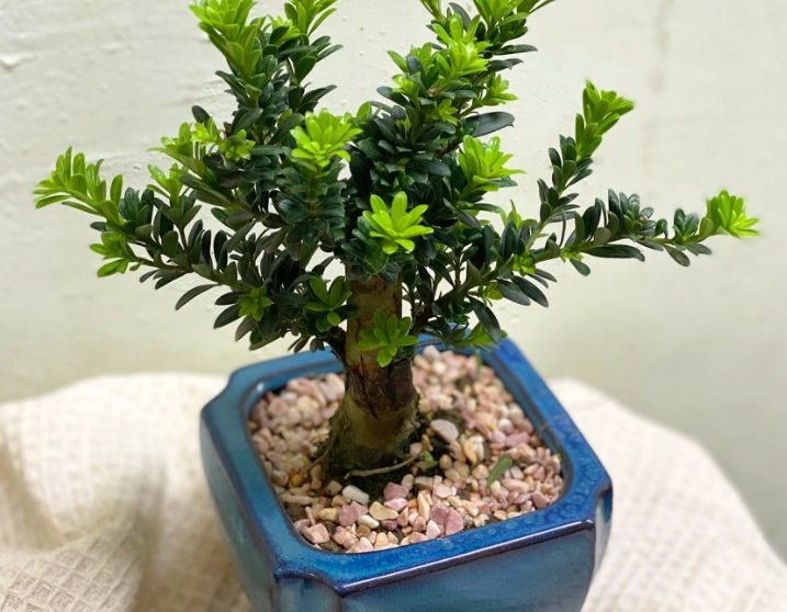 羅漢松照顧技巧