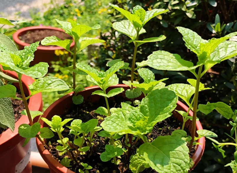 香草阳光需求 香草阳光需求