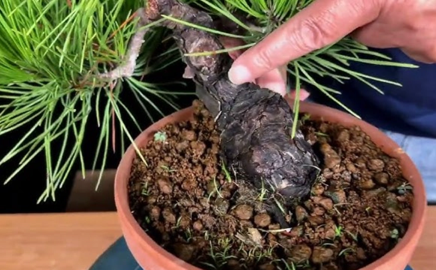 黑松盆栽換盆方法 黑松盆栽換盆方法