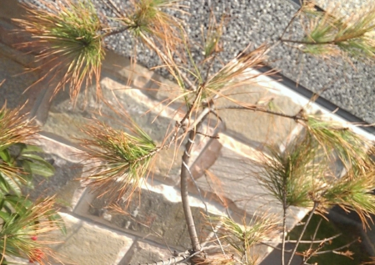 松樹枯枝原因 松樹枯枝原因