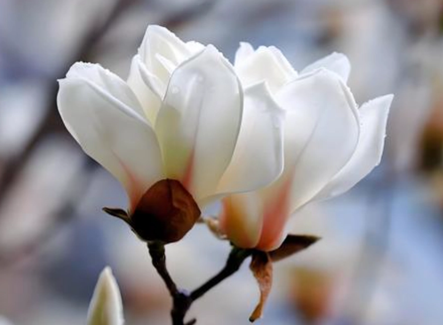 玉蘭花安全 玉蘭花安全