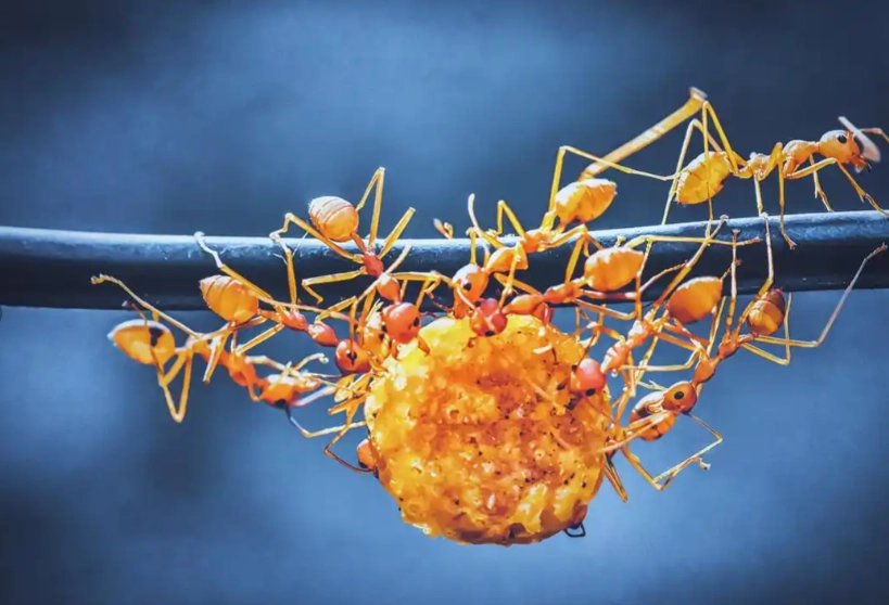 夢見很多螞蟻 夢見很多螞蟻