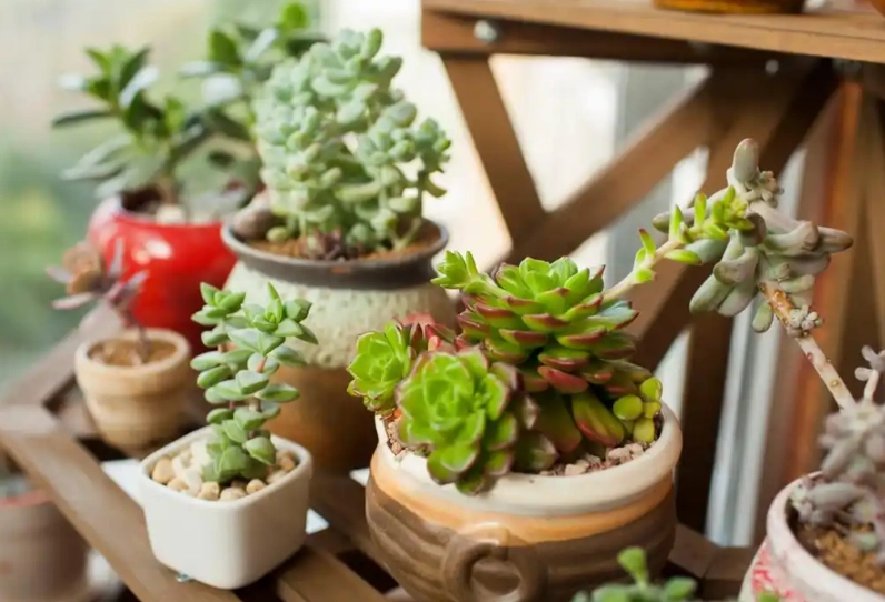 多肉植物養護 多肉植物養護