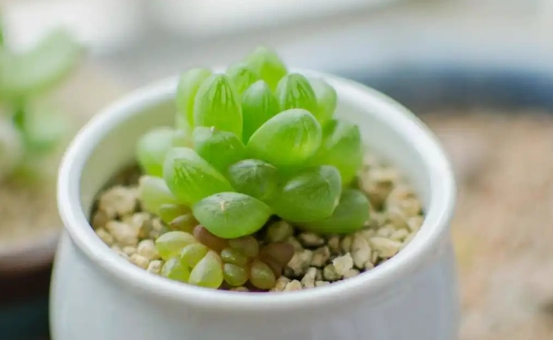 多肉植物光照需求