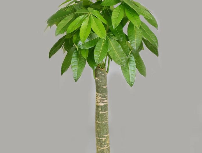 發財樹多久澆水 發財樹多久澆水