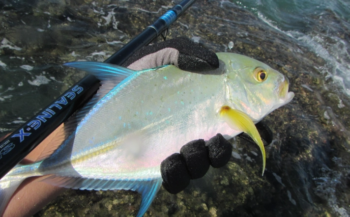 魚掙扎夢境解析
