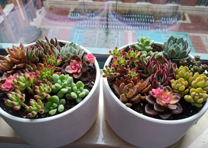 多肉養護技巧 多肉養護技巧