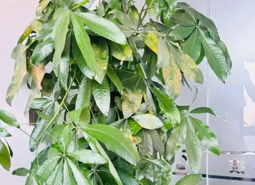 富貴樹養護技巧