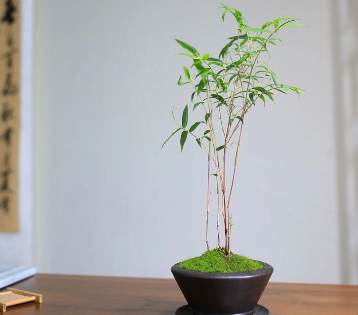 盆栽竹子种植