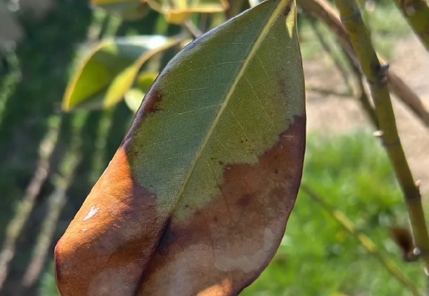 玉蘭花葉子枯黃原因