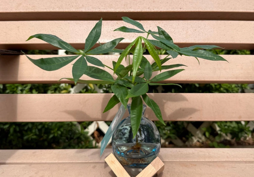 發財樹照顧 發財樹照顧