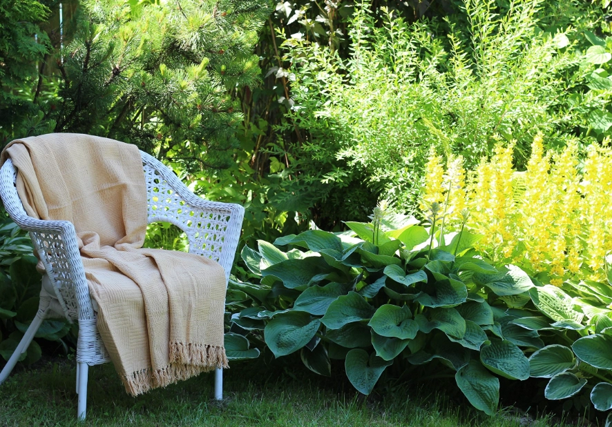 耐陰植物推薦 耐陰植物推薦