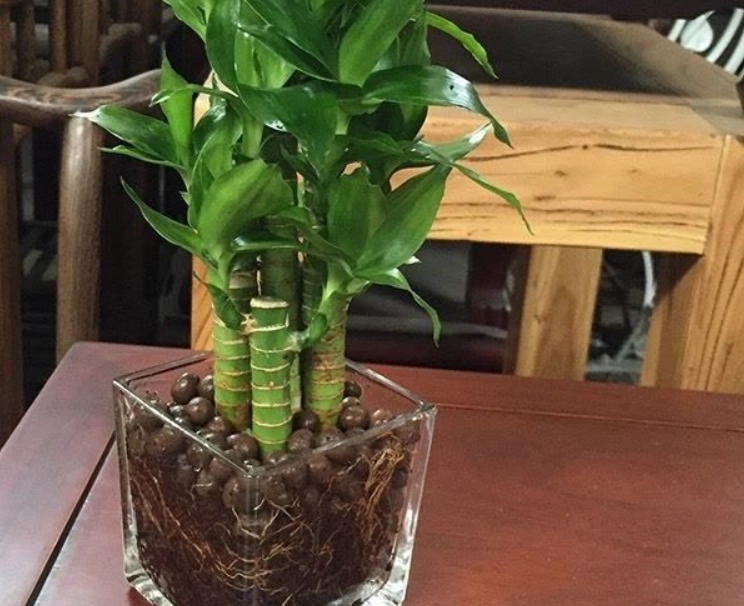 土培富貴竹方法 土培富貴竹方法