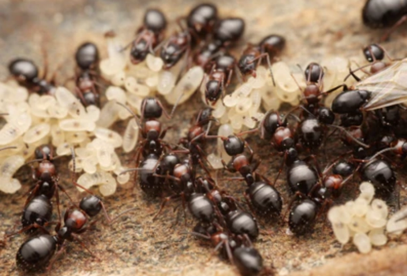 夢見螞蟻成群解析 夢見螞蟻成群解析