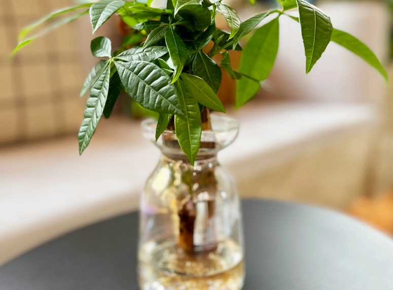 發財樹澆水頻率