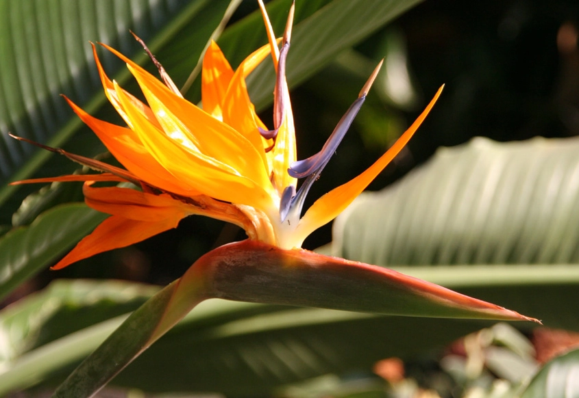 天堂鳥種植技巧