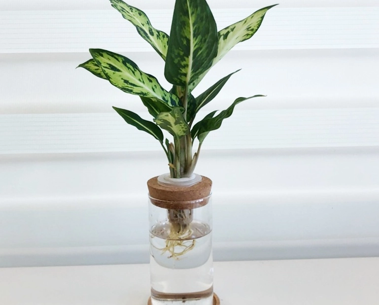 萬年青水培方法