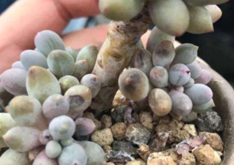 多肉植物葉片變黑