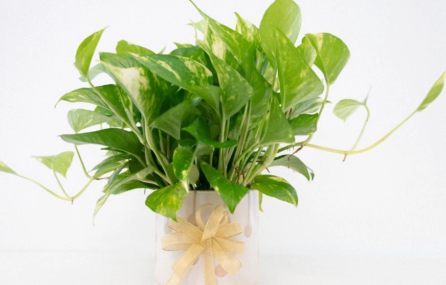 辦公室植物養護 辦公室植物養護