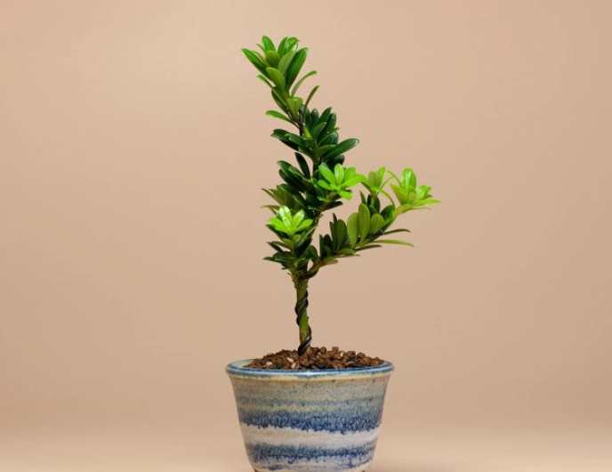 羅漢松澆水方法