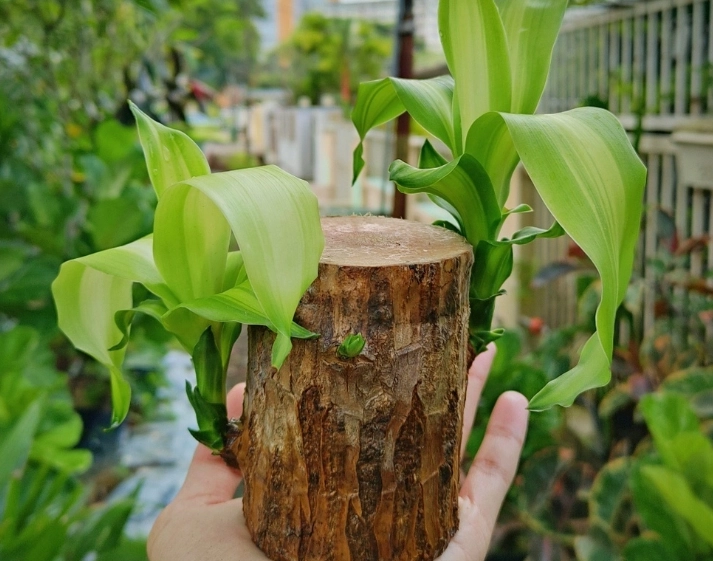 巴西木病虫害防治 巴西木病虫害防治