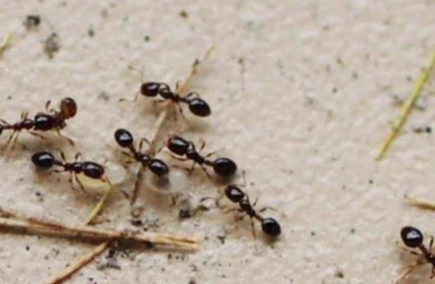 螞蟻搬家夢境意義 螞蟻搬家夢境意義