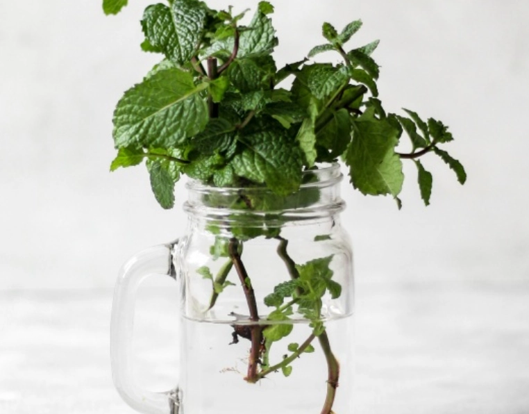 水耕薄荷长不大原因 水耕薄荷长不大原因