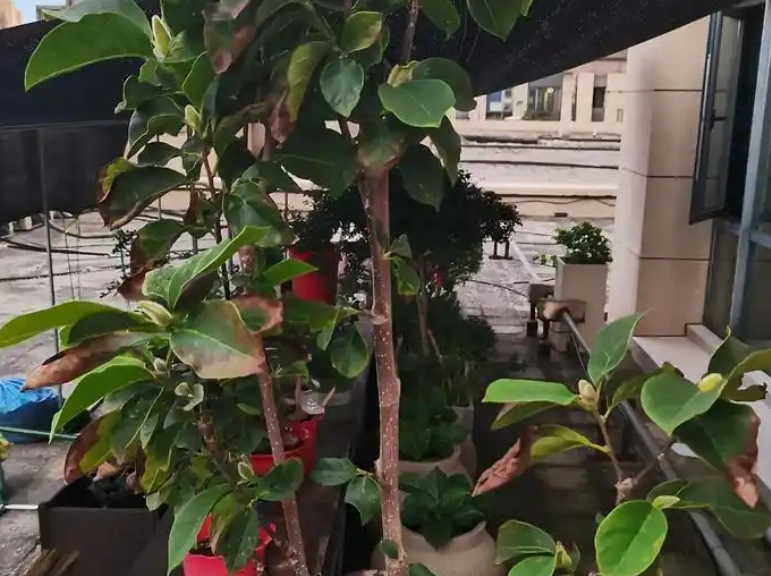 玉蘭花葉子枯黃原因